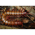 100% Natural Scolopendra Centípede Extrato Pó